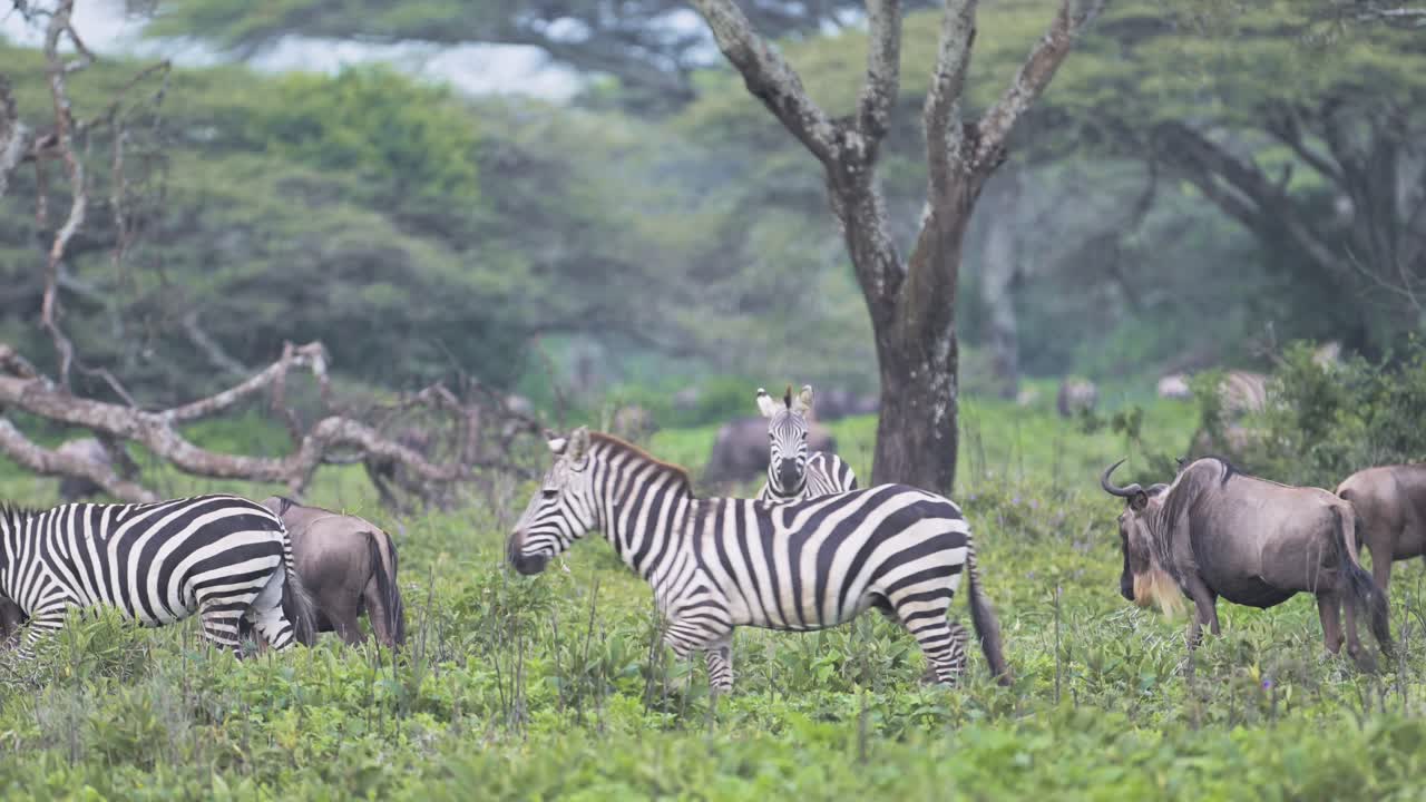 Mandria di zebre al rallentatore in Africa, nel Serengeti, in un paesaggio boschivo della Tanzania. Una grande mandria di zebre durante la migrazione, che si spostano nel Parco Nazionale del Serengeti durante un safari faunistico africano.