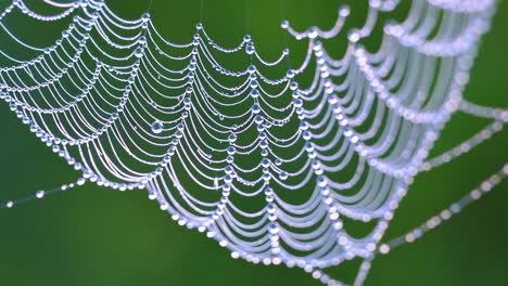 spiderweb adorned with morning dew drops