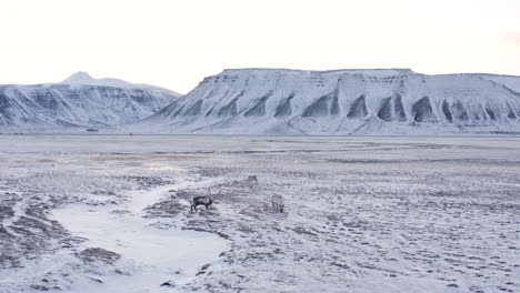 small group of reindeers feeding in fresh snow covered mountain tundra