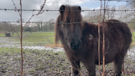 plano medio de un pony shetland parado en un campo en un día de invierno, pony mirando más allá de la cámara