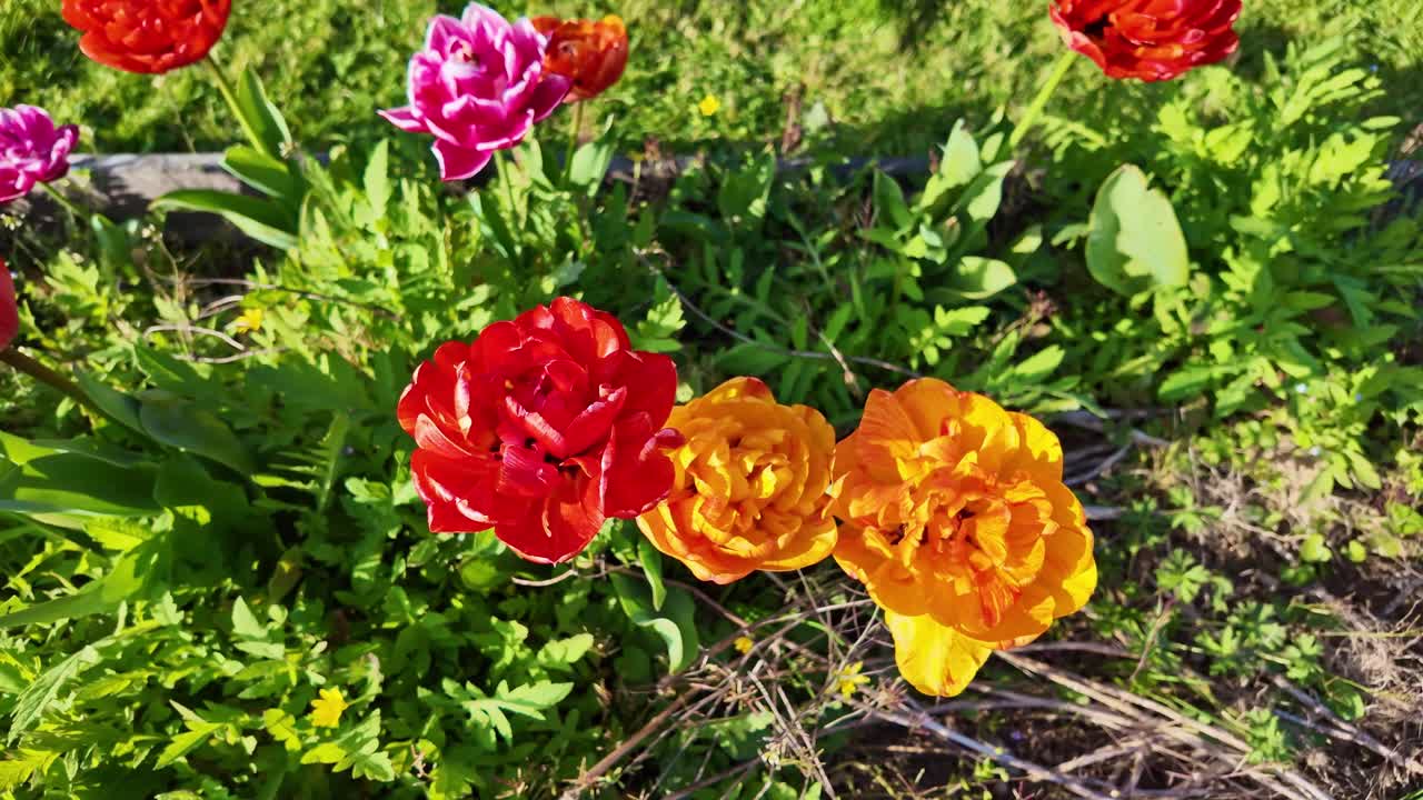 Tulipani doppi rossi e arancioni che sbocciano in un rigoglioso giardino verde in primavera