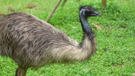 emú, dromaius novaehollandiae con cuello largo y retorcido, visto en el prado, mirando con curiosidad los alrededores, fotografía de cerca de una especie de ave australiana no voladora