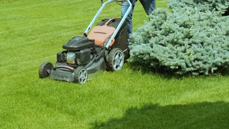 lawn mower cutting the grass. gardening activity. cutting grass with petrol driven lawn mower in sunny garden. gardener working with  mower machine in the garden. lawn mower cutting green grass