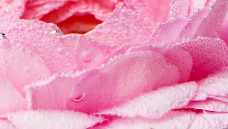 close-up of a pink flower with bubbles