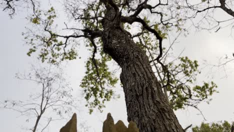 detailed footage of a mud house built by a mud-building insect, such as a mud dauber wasp or termite. highlights insect construction behavior and fascinating natural architecture