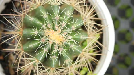 vista de cerca de un pequeño cactus redondo en una olla blanca
