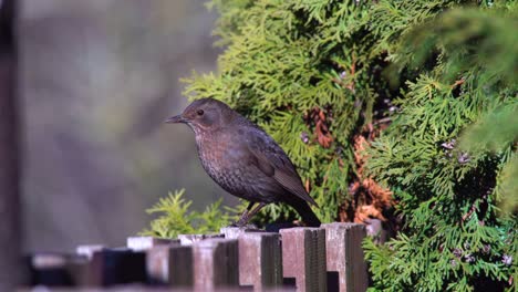 female eurasian blackbird sits on a fence and curiously looks around