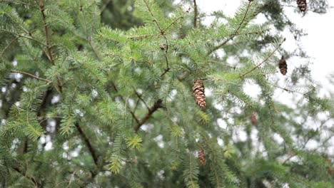 Zapfen-Auf-Fichte-In-Der-Weihnachtszeit