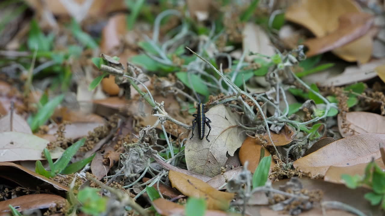 Crawling Eastern Lubber Grasshopper In The Wilderness Of Northern Florida, USA. Close-up Shot