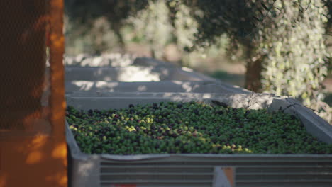 Cosecha de aceitunas