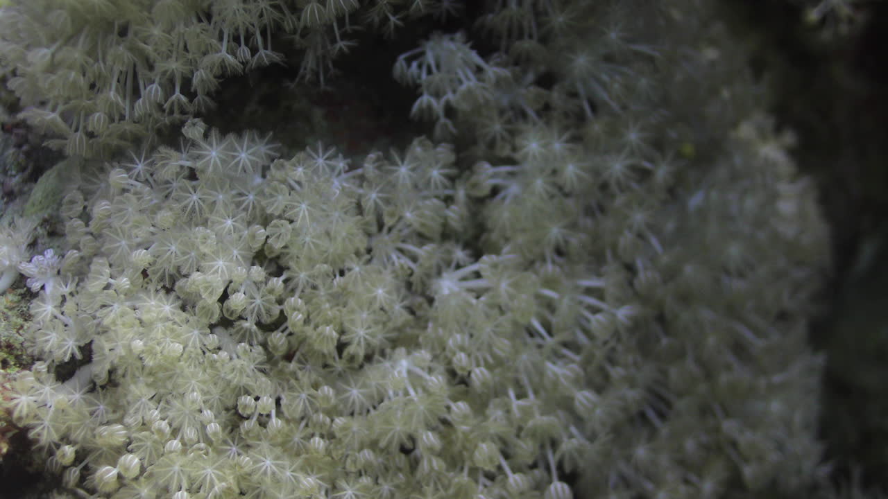 종종 화분 산호라고 불리는 goniopora는 홍해에서 발견되는 식민지 돌 산호의 속입니다. 많은 암초 애호가의 공상을 사로잡은 수수께끼의 산호입니다.