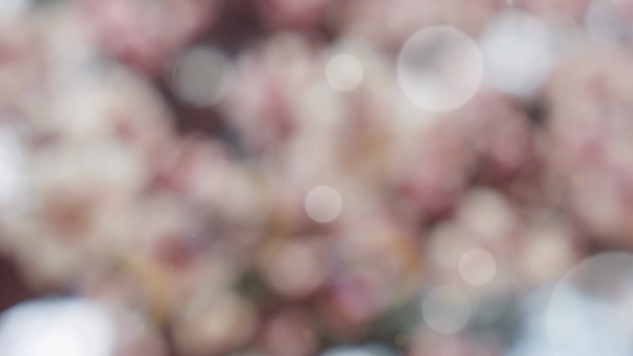 보케와 함께 추상적인 스프링 배경