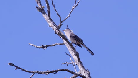 northern mockingbird, perched on a leafless branch and relieving itself