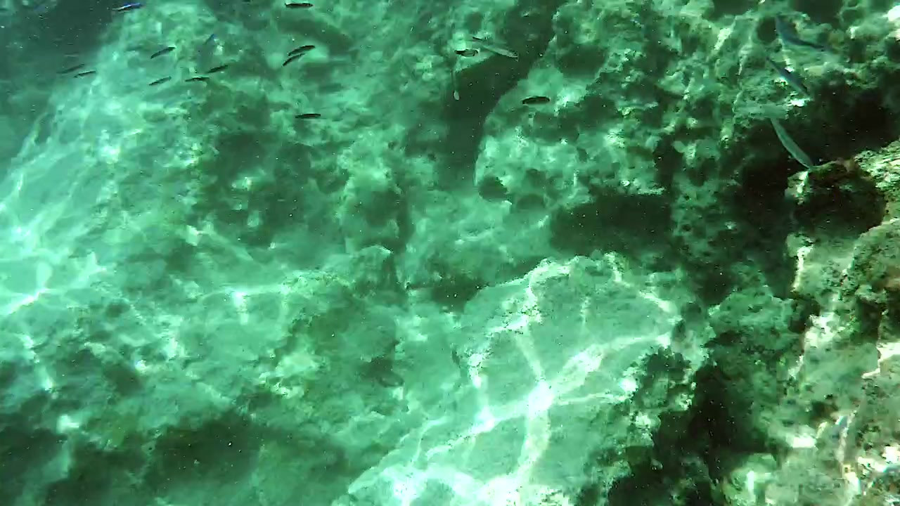 Small Fish Swimming Near Underwater Rock Formation