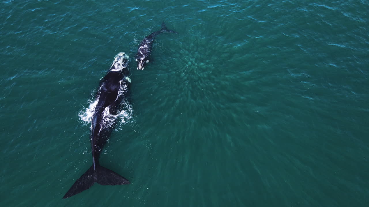 cría de ballena franca y chorros de mamá, vista superior, curiosos patrones de luz en el agua