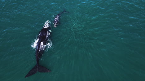 Cría-De-Ballena-Franca-Y-Chorros-De-Mamá,-Vista-Superior,-Curiosos-Patrones-De-Luz-En-El-Agua