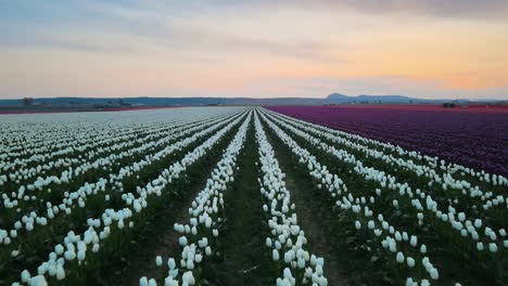 Vuelo-Aéreo-Hacia-Adelante-Sobre-Un-Macizo-De-Flores-De-Tulipanes-Con-Flores-Blancas-Y-Multicolores-En-El-Valle-De-Skagit,-Washington,-EE.UU.