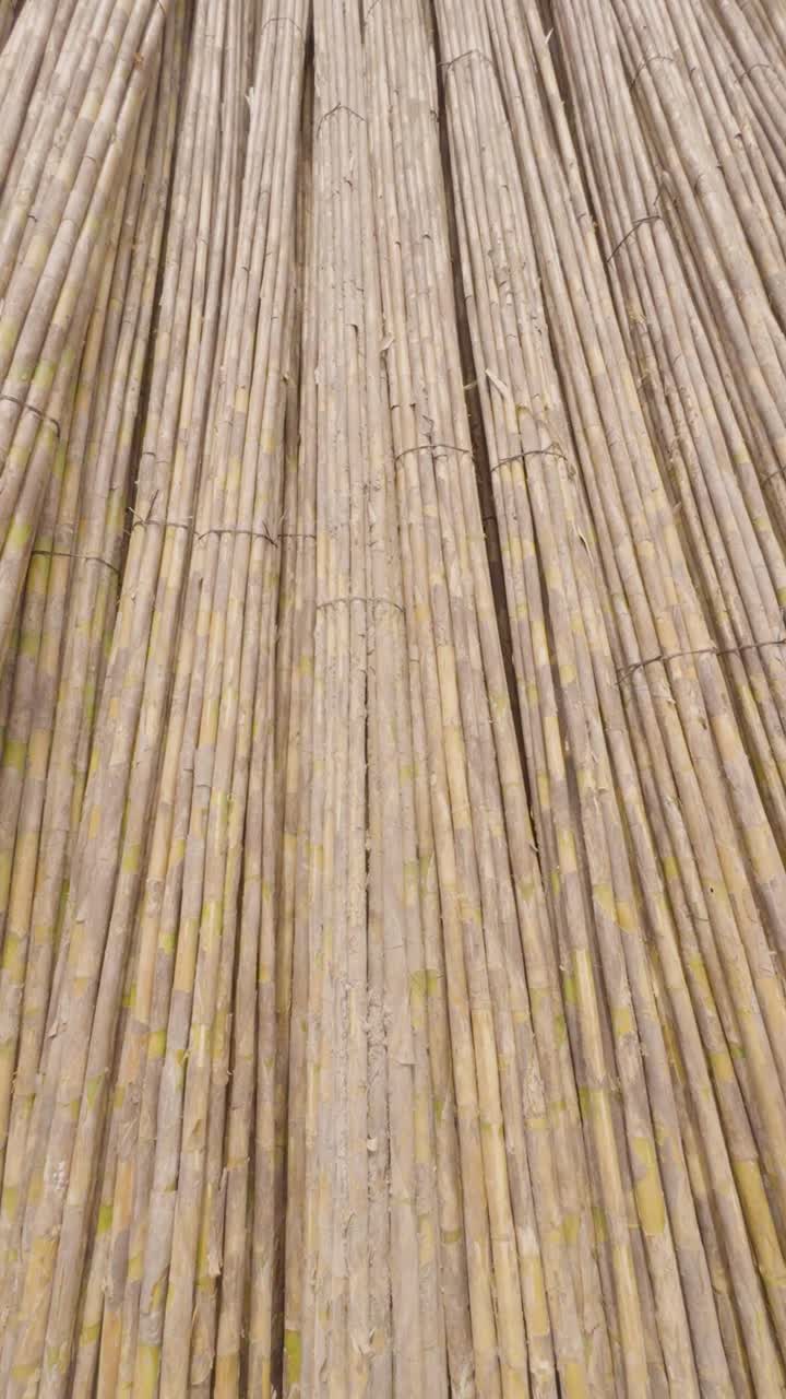 Many giant reed or "Arundo donax" dried sticks piled together as the camera moves towards them and tilts up in a vertical video aspect ratio