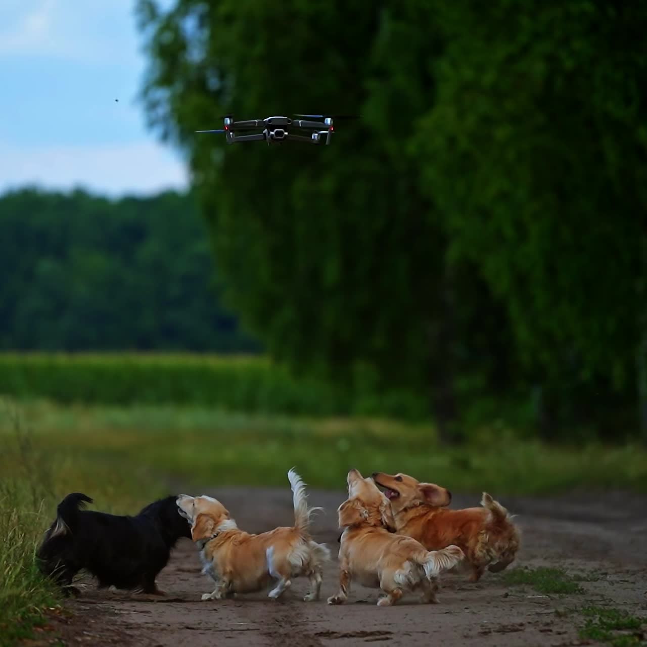 Adorable pet dogs walk. Beautiful dogs in good shape bark and jump to the drone flying over them on green nature background.