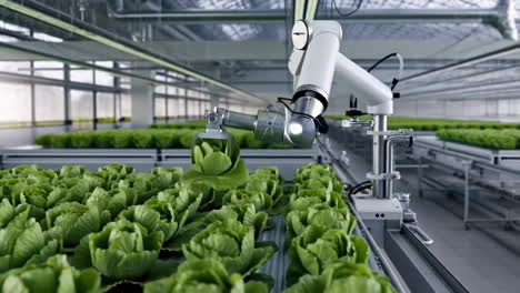 robotic arm harvesting lettuce in a vertical farm