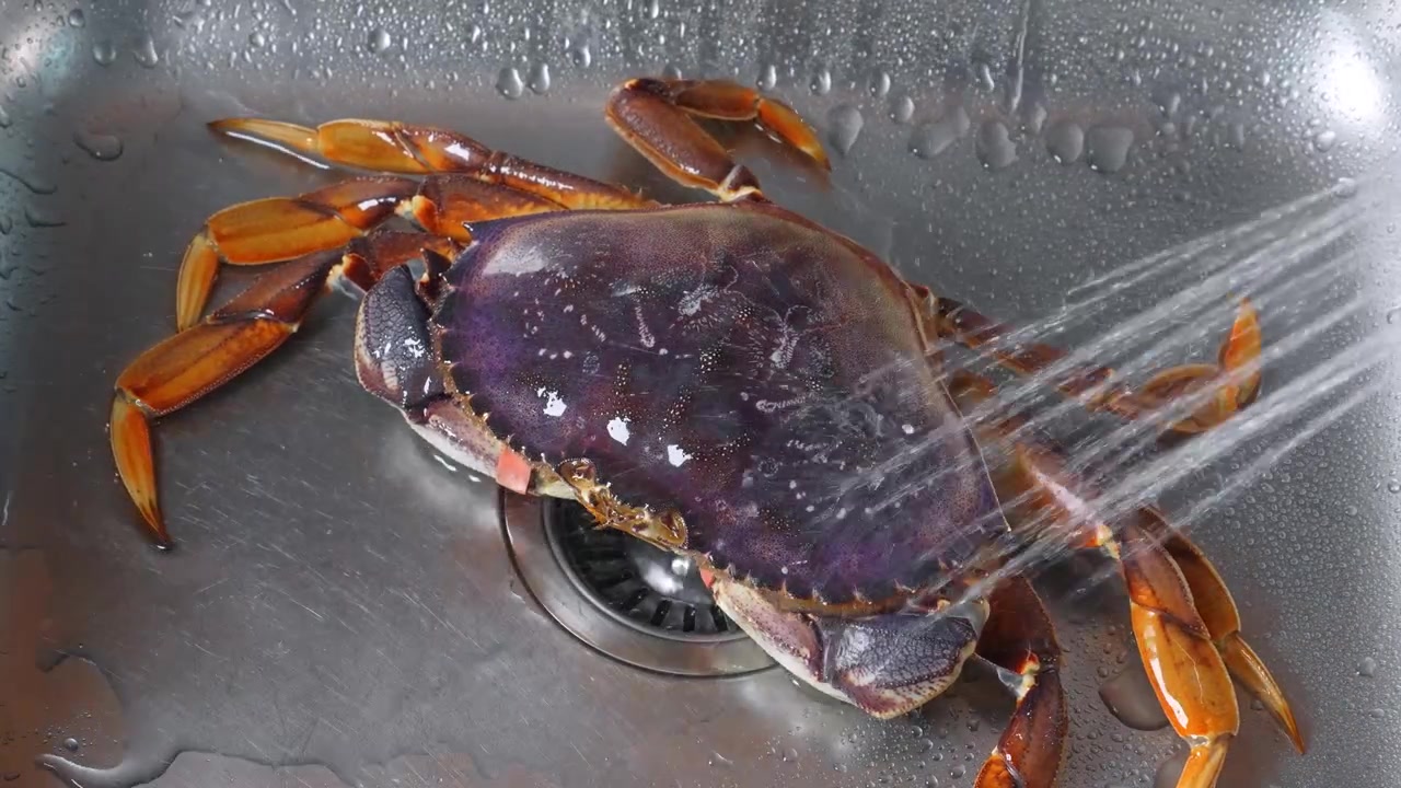 Fresh crab under stream of running water. Liquid washes raw shellfish resting inside kitchen metal basin.