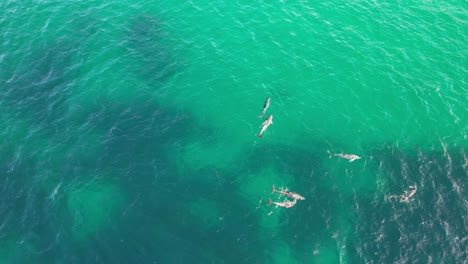 Topdown-View-of-Bottlenose-Dolphins-Swimming-in-Cabarita-Beach,-Tweed-Shire,-Bogangar,-Northern-Rivers,-New-South-Wales,-Australia