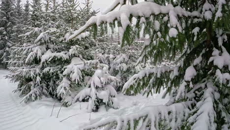 Spruce-tree-branches-covered-in-deep-layer-of-snow,-motion-forward-view