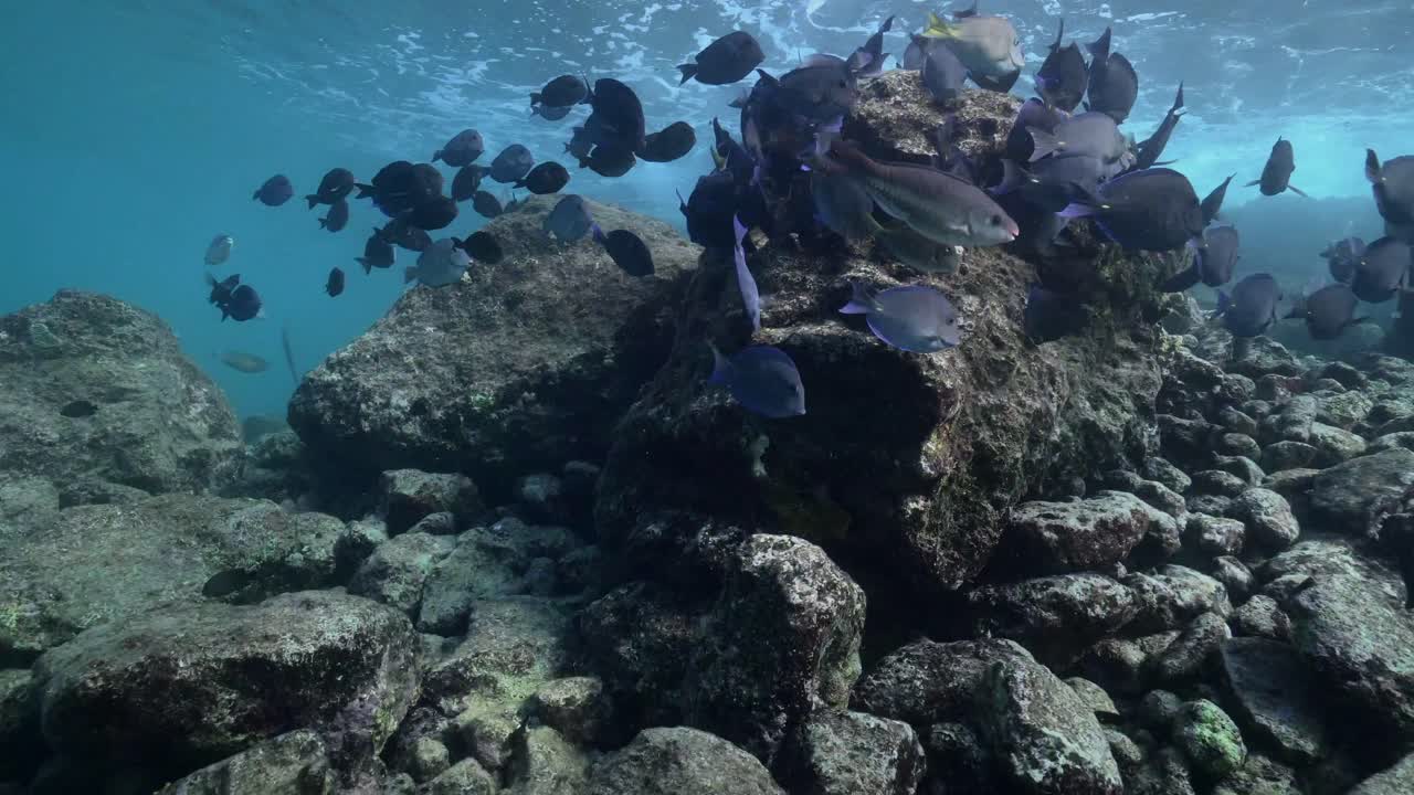 A school of surgeonfish swims and feeds on rocky formations, nibbling at algae while the shimmering ocean surface provides a stunning backdrop, creating a dynamic underwater scene.