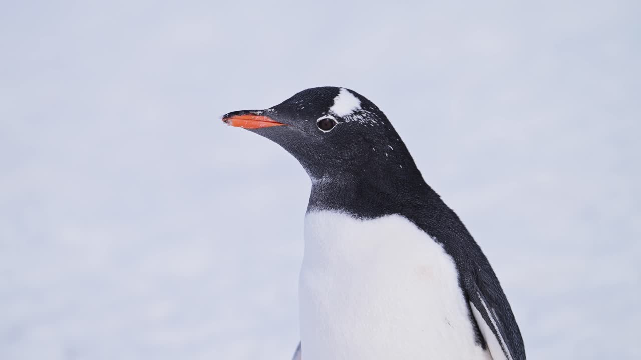 Gentoo penguin in Antarctica