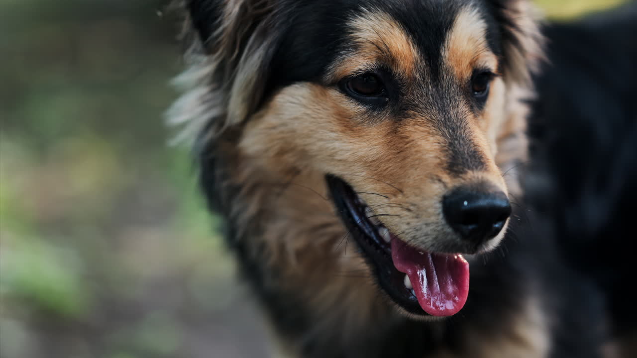 Close up of a black and brown, stray dog sitting on the street