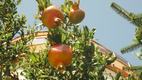 Wild-Pomegranate-On-A-Tree,-Home-garden,-Pomegranate-tree-at-sunshine-day