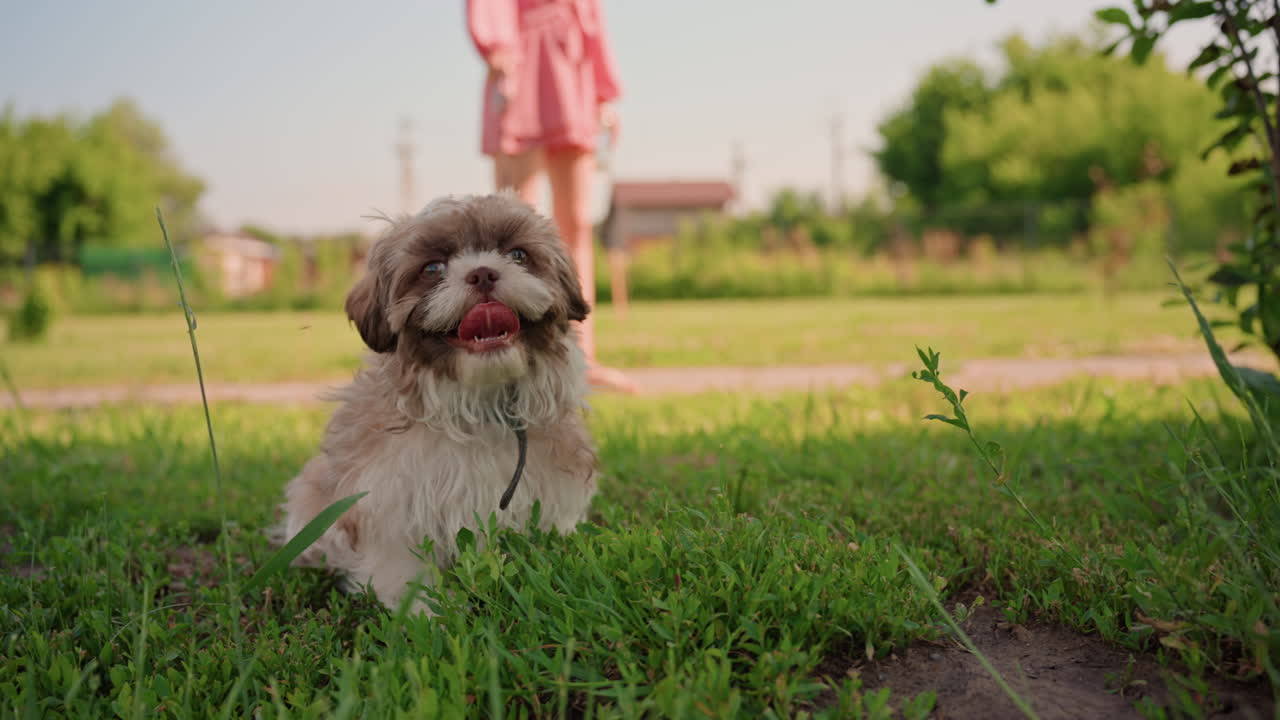 Quiet Pet Lying Outdoors, Tranquil Furry Companion In Sunny Yard, Peaceful Small Dog Lounging On Lush Grassy Area, Relaxed Pet Enjoying Lazy Summer Day In Green Garden With Owner Nearby