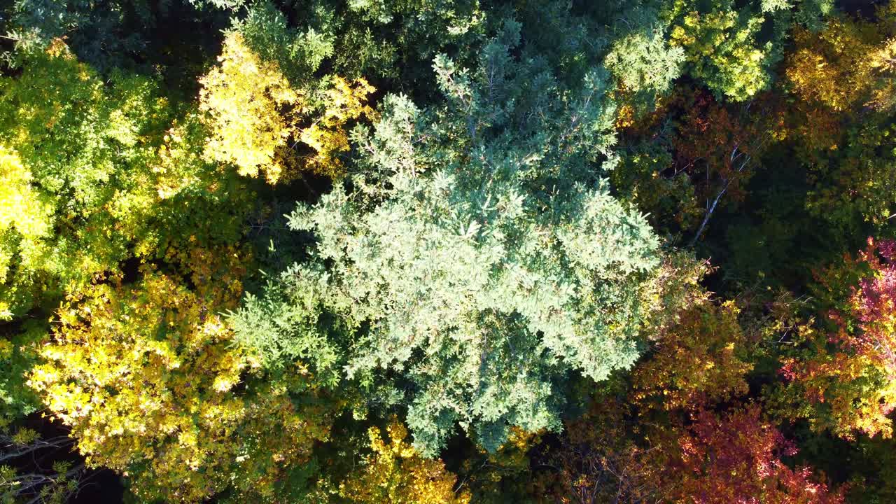 Aerial view rotating over fir tree with view of yellow and red coloured autumnal deciduous trees