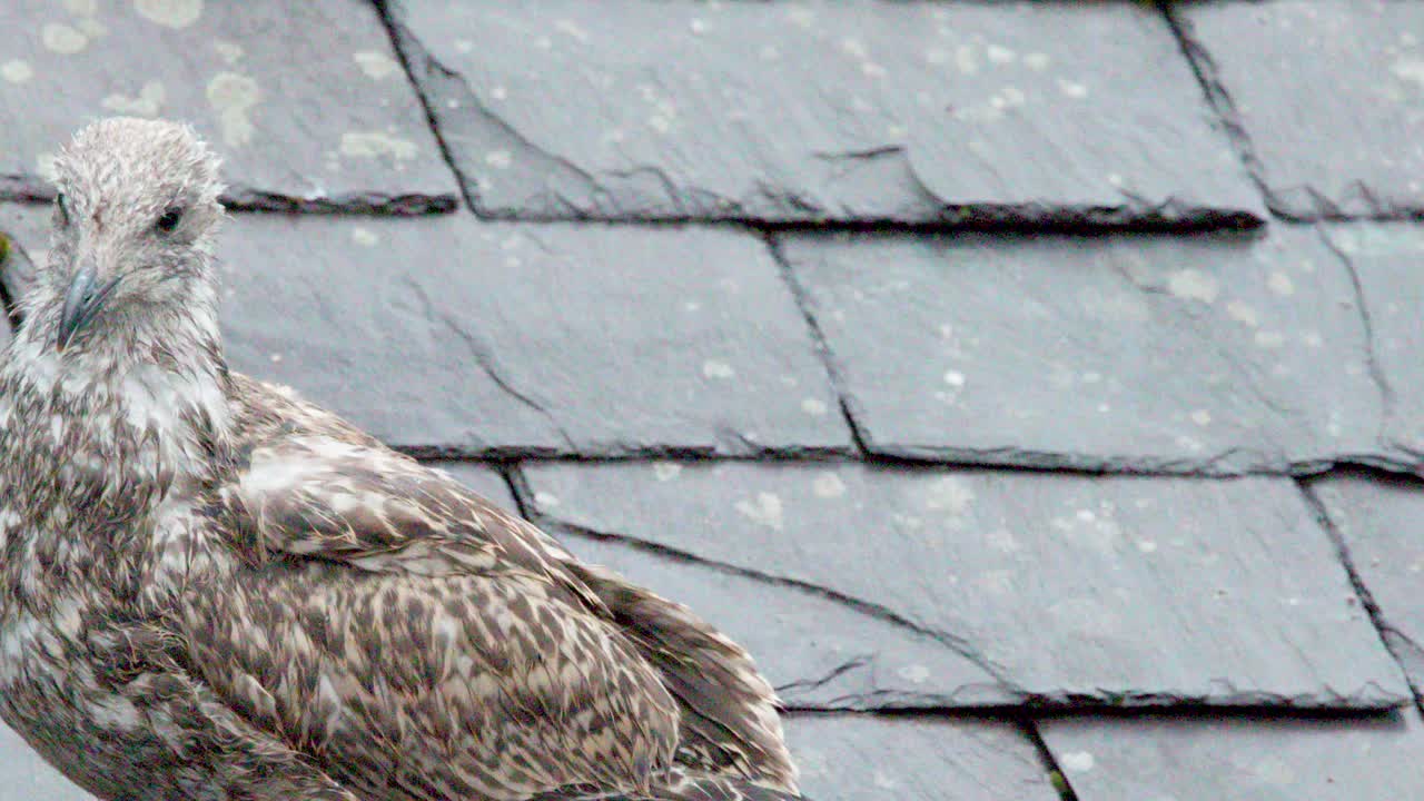 Young gull with wet feathers stands alert on slate rooftop, overcast daylight, minimal camera movement