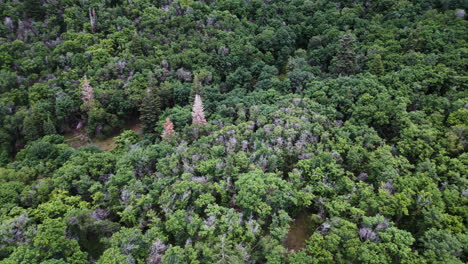 vista aérea de una vasta extensión de exuberante vegetación que se extiende hasta donde los ojos pueden ver