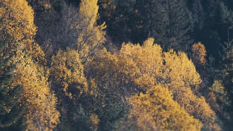 colorful mixed forest in autumn. slow-motion, pan right