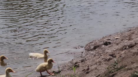 ducklings enter water, swim, and return to shore