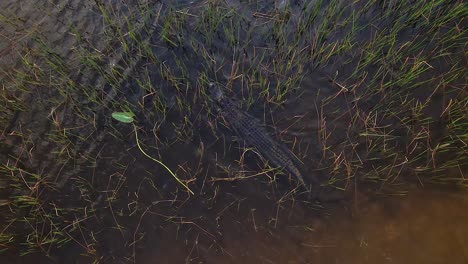 La-Natación-Del-Caimán-Entra-En-La-Hierba-Alta-En-La-Vista-Aérea-De-Los-Everglades.