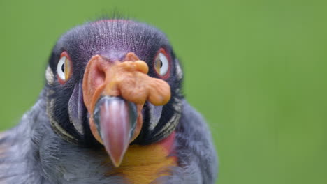 King-vulture--portrait-extreem-close-up-with-green-background