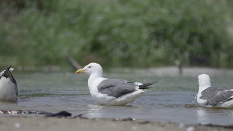 seagulls cleaning, splashing and drinking water at the beach in slow mo 4k