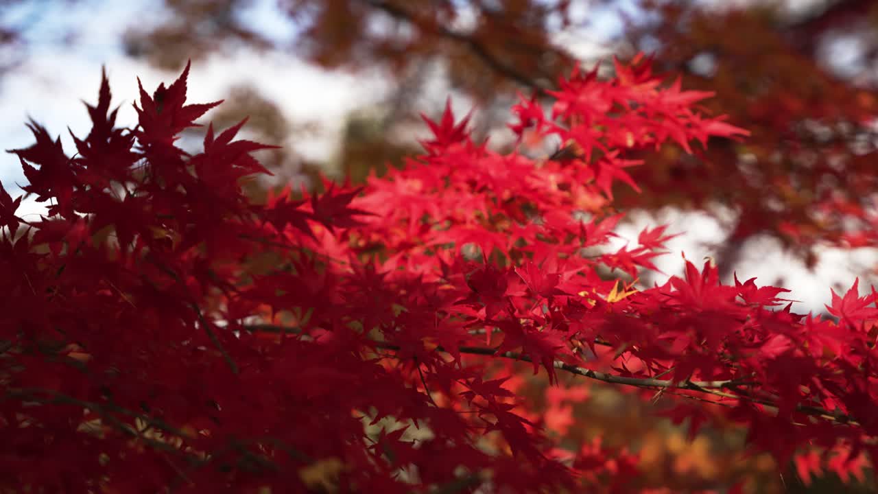 Close up of a Japanese maple tree showcasing its vibrant red leaves in the fall season. Swaying In Wind. Slow Motion