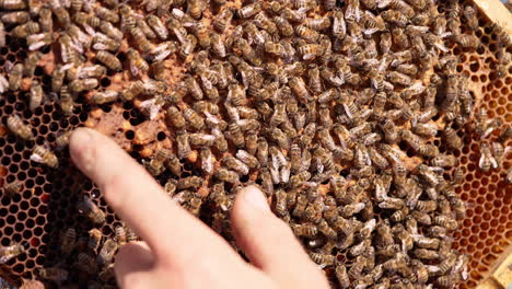 hundreds of bees crowding on the honey frame. male hand is touching bees fearlessly. close up.