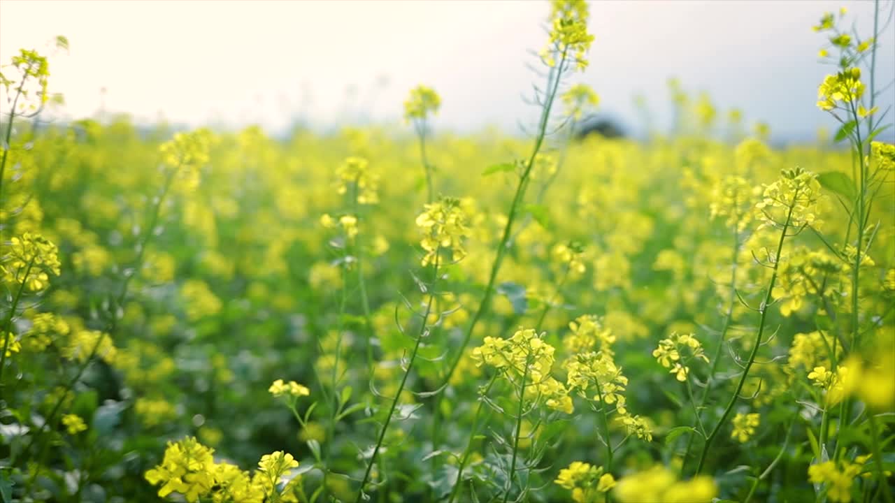 Mustard flowers. Mustard &ndash; mystical flower of happiness and health.