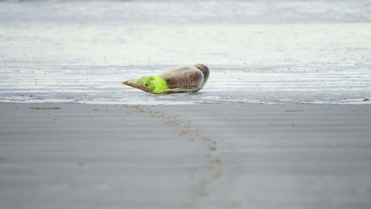 리 에 태그 가 뿌려진 새끼 하버 어리 가 해변 에 누워 있다, 네덜란드