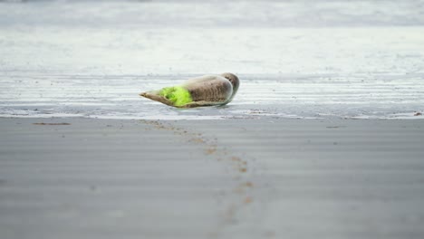 Bebé-Foca-Con-Etiqueta-Rociada-En-Su-Cola-Tumbado-En-La-Playa,-Holanda