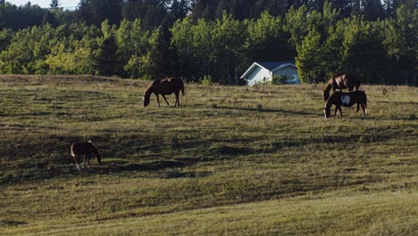 Horses-with-calf-grazing-on-a-plain-in-the-evening-with-house-in-background
