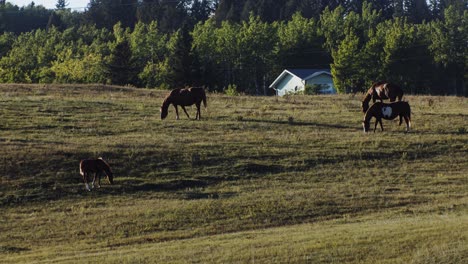 Pferde-Mit-Kalb-Grasen-Abends-Auf-Einer-Ebene-Mit-Einem-Haus-Im-Hintergrund