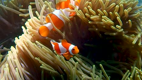 2 nemo fish are guarding their home