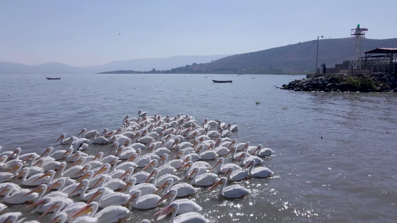 Pelicans living, flying and swimming at the small town of Petatan ,Mexico by the Chapala lake