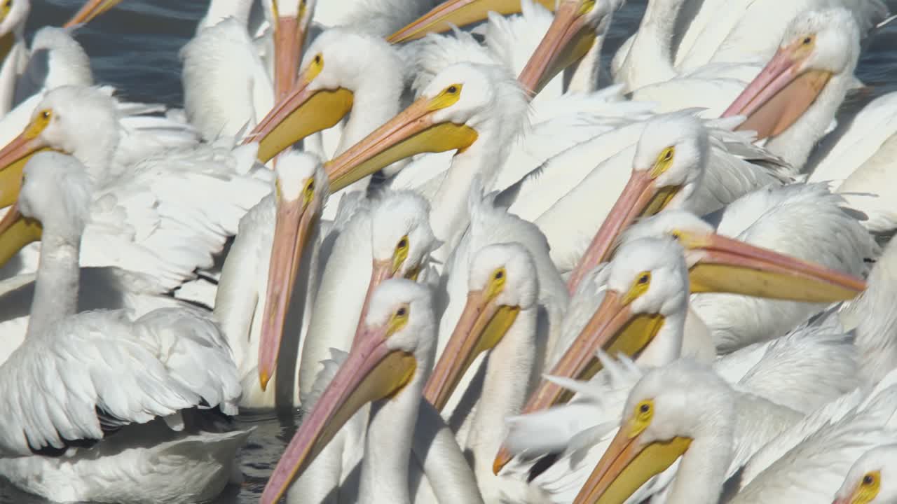 Pelicans living, flying and swimming at the small town of Petatan ,Mexico by the Chapala lake